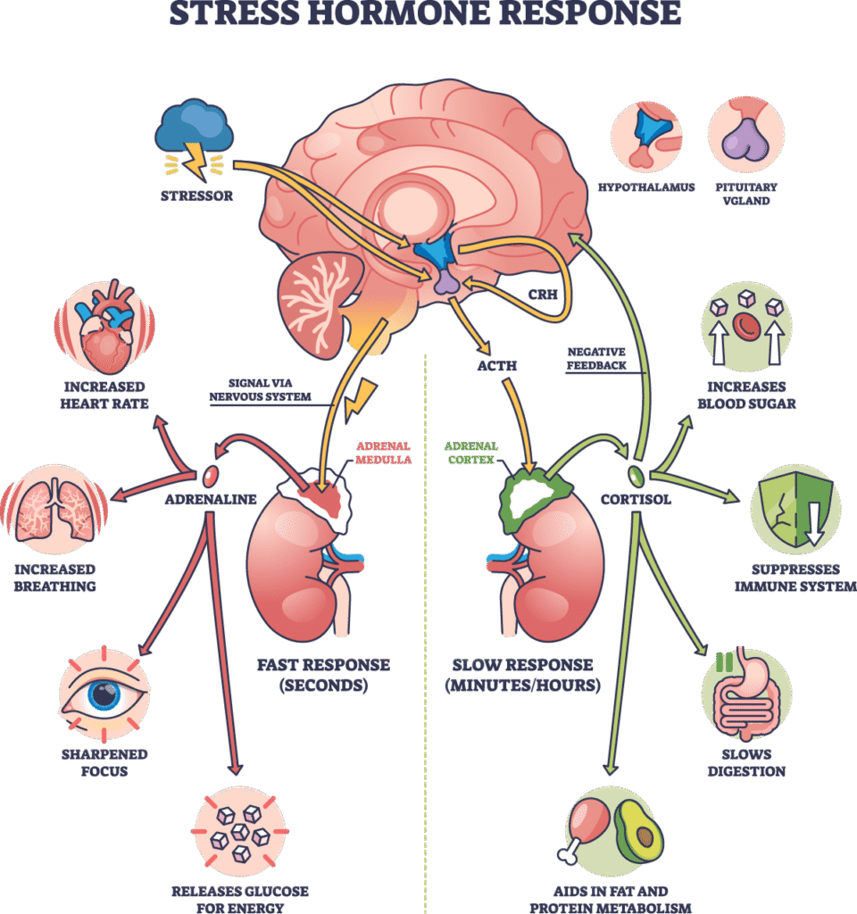 Stress Hormone Response - Christian Counselors of Mooresville Learning about how stress hormones affect your body during the fight/flight response is paramount to understanding PTSD.